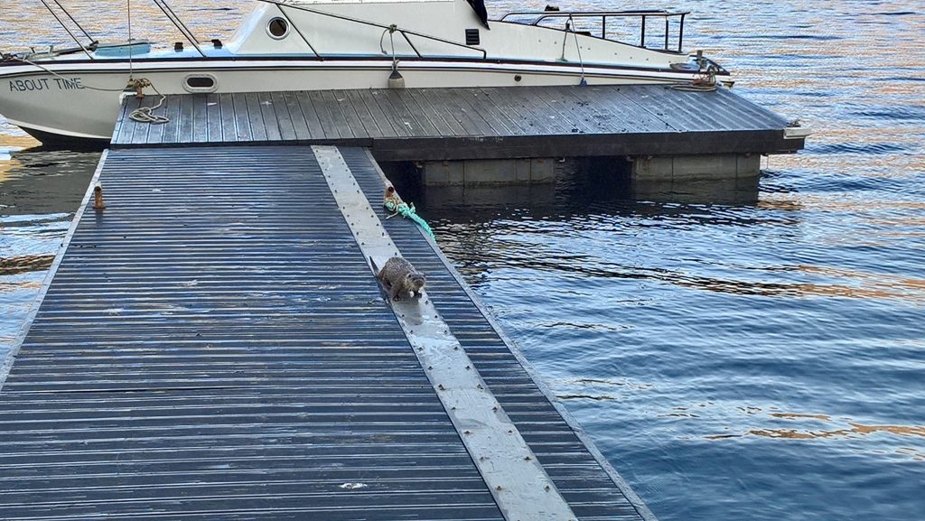 Sea Otter